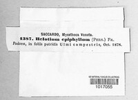 Hymenoscyphus epiphyllus image